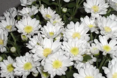 margaridas
