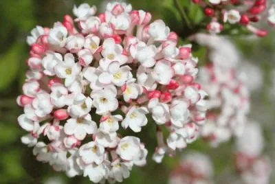 viburnum