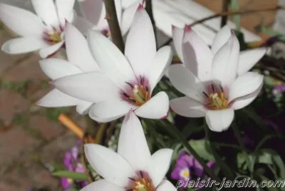 fleurs