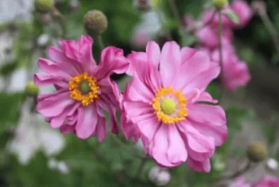 anemone
