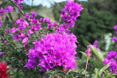 fleurs des iles