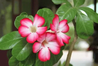 fleurs