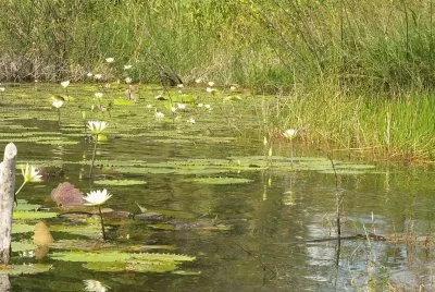 le calme de la riviÃ¨re