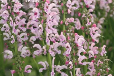 salvia