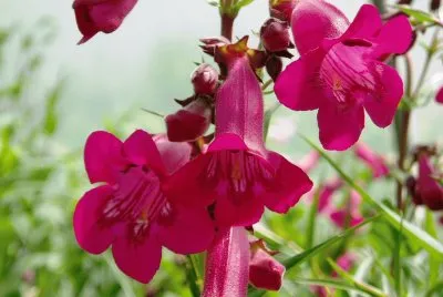 penstemon