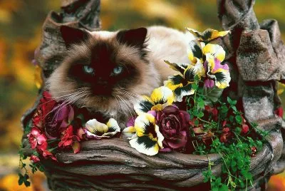 GATICO