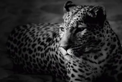 LEOPARDO