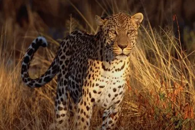 LEOPARDO