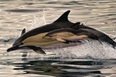 delfines jigsaw puzzle