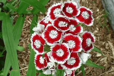 dianthus