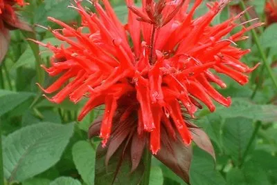 monarde
