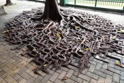 tree-roots-concrete 1