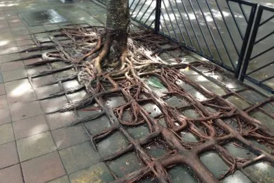 tree-roots-concrete 4