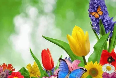 Flors