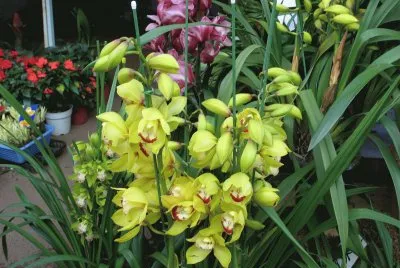 orchidÃ©es jigsaw puzzle