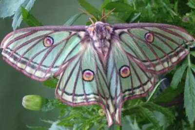 papillon Isabelle