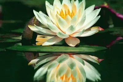 fleurs: nÃ©nuphar