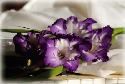 fleurs: glaieuls jigsaw puzzle