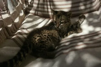 mia