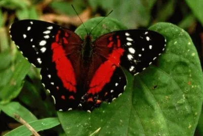 papillon