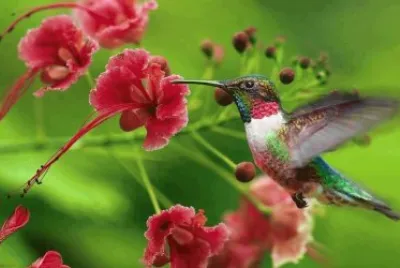 beija flor