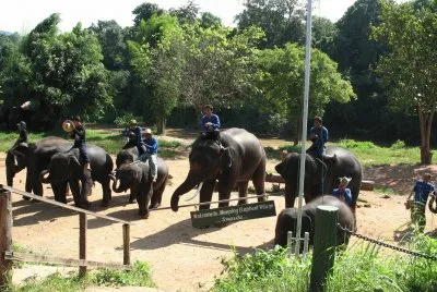 travail des Ã©lÃ©phants jigsaw puzzle