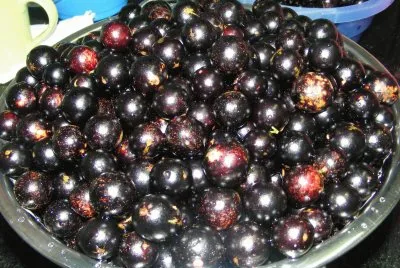 Jabuticaba
