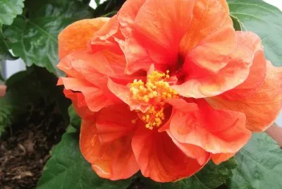 Hibisco