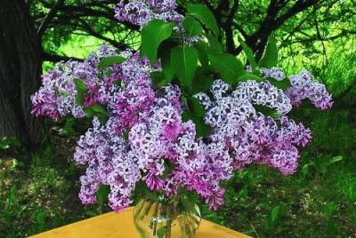 fleurs:
