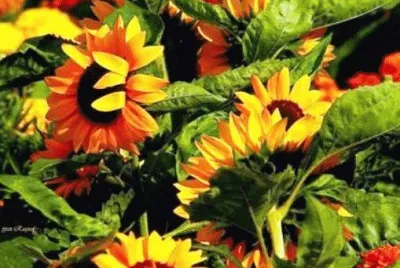 spring 58 jigsaw puzzle