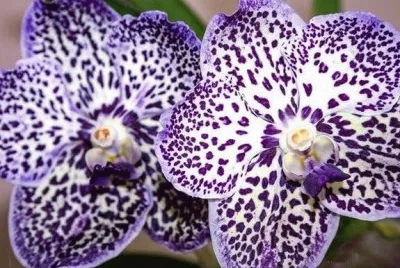 פאזל של beauty