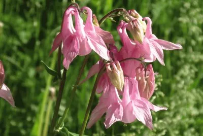 Pretty pink wildflowers