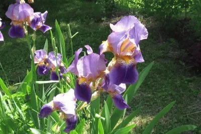 Purple Iris