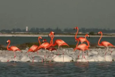 Flamingos in Ria Lagartos Ecological Reserve