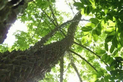 ceiba angustifolia