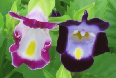 èŠ±