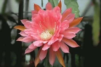 epiphyllum
