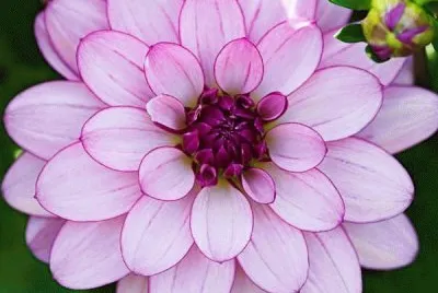 Dahlia jigsaw puzzle
