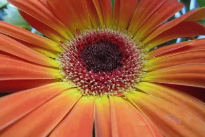 gerbera