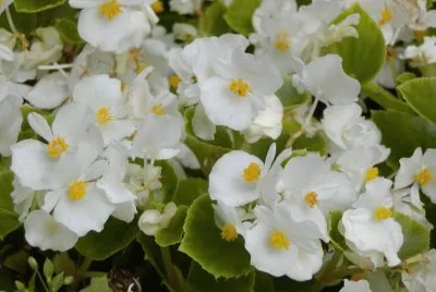 begonias