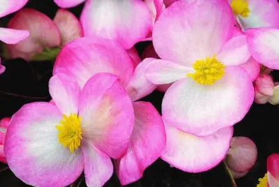 begonias