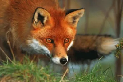 renard
