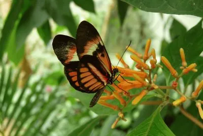 papillon