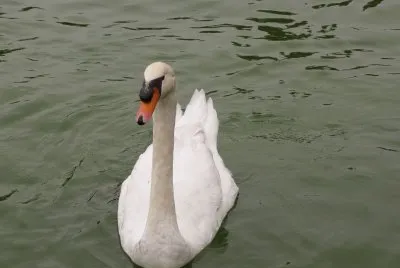 el cisne