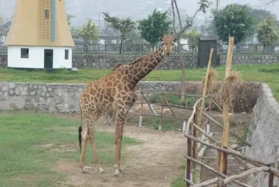 La jirafa