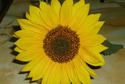 El girasol