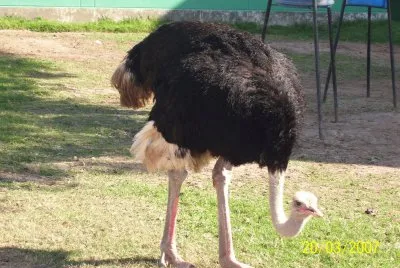 El avestruz