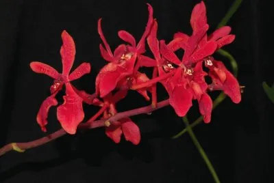 Orchidaceae