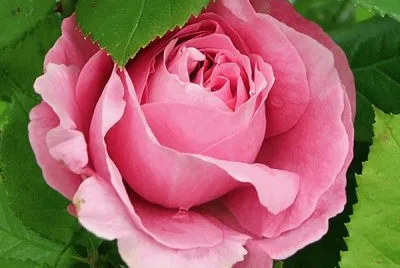 So Pretty- Mary- Rose jigsaw puzzle