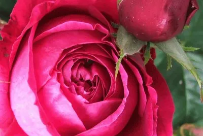 Othello Rose jigsaw puzzle